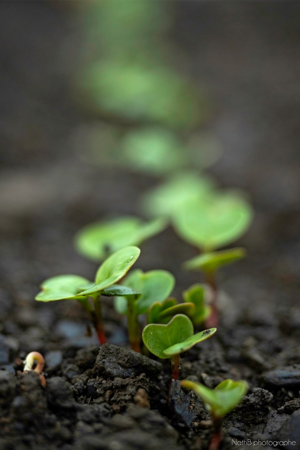 Premières présentations publiques